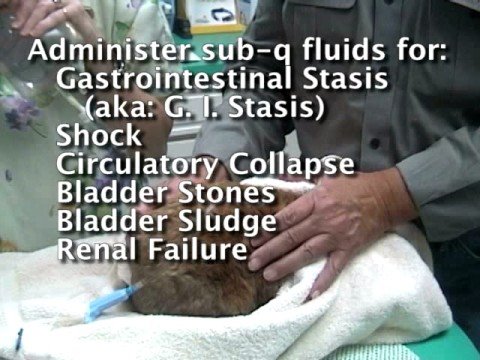 Subcutaneous Fluids