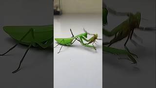 Download lagu Belalang Sembah Vs Kalajengking Paling Beracun,Siapa Yang Akan Menang? #faktaunik mp3 Download lagu Belalang Sembah Vs Kalajengking Paling Beracun,Siapa Yang Akan Menang? #faktaunik mp3