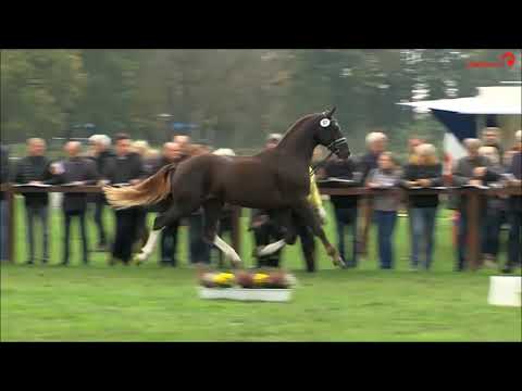 Nechristo Körung 2017