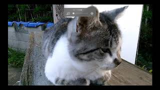 道にいた猫(しーくんとりーくんの実況チャンネルの猫)