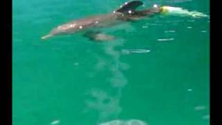 Дельфин Winter после операции.