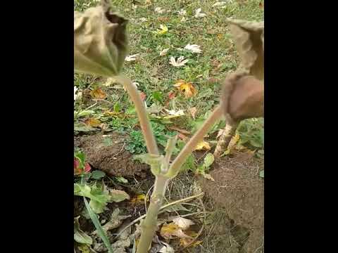 Павлония после приморозка.