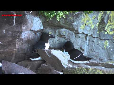 Alca común ( Alca torda ) Razorbill parte II