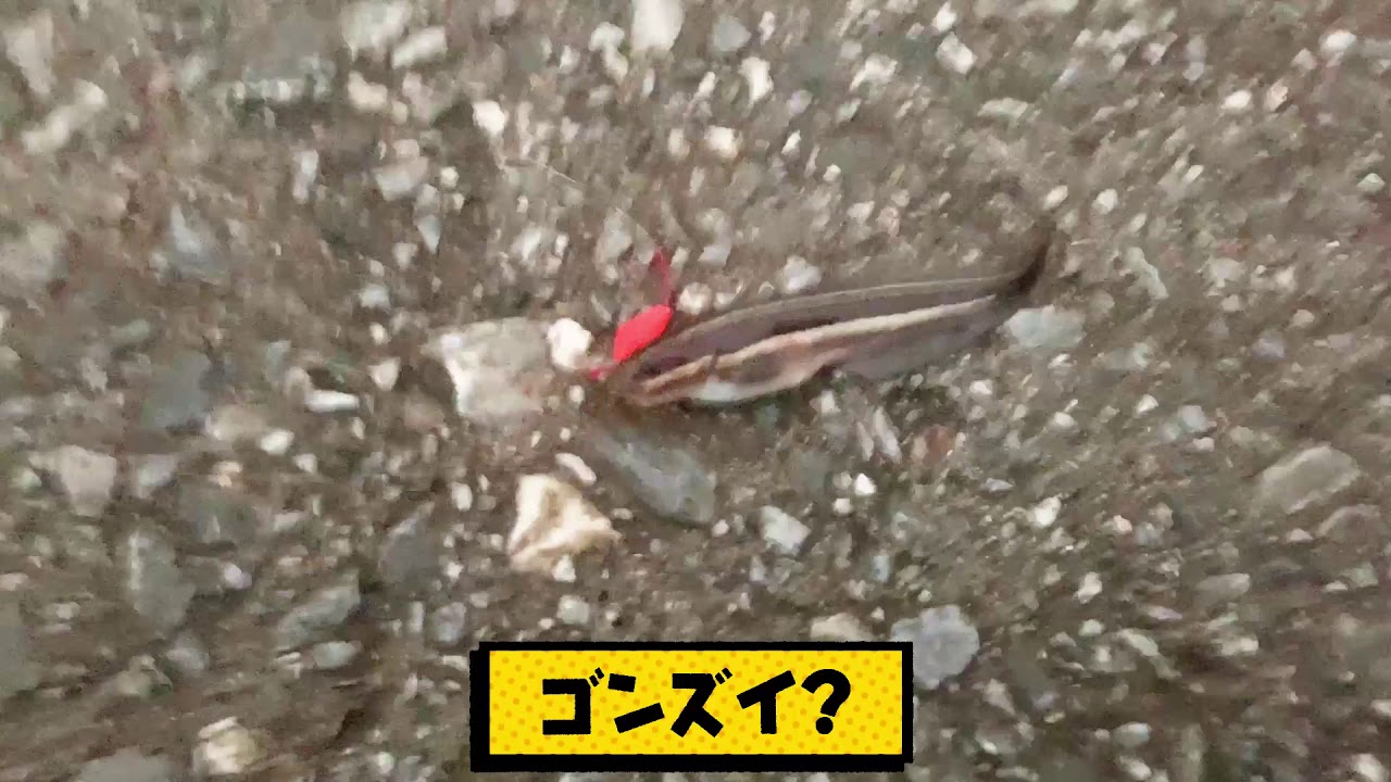 【また毒魚】これ食える？エビ釣りしてたら大量の毒魚がエビを駆逐していた