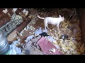 Dogs Compilation House Destroy