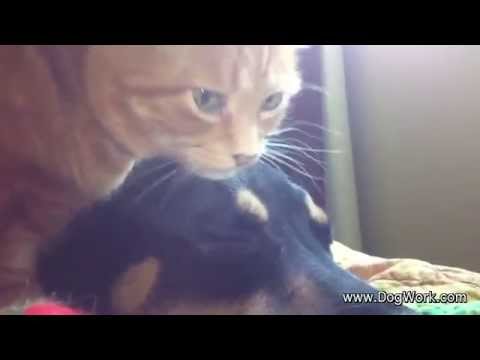 The Dog Mud Party - Get Dirty!