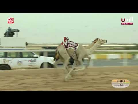 ش 6 (الشامي) لـ هجن الرئاسة 7:35:97 ، مهرجان ختامي الشحانية 2026/04/23 لقايا