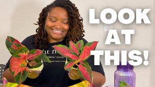 Repot With Me | Red Aglaonemas + Hoya