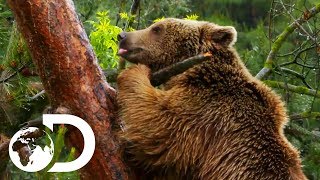 Tarky Bear