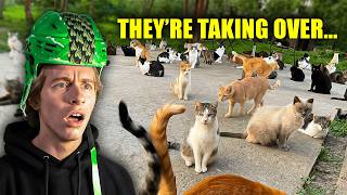 I started a Cat FIGHT