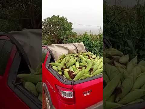🇧🇷 DE SANTA CRUZ DA BAIXA VERDE PARA TRIUNFO, PERNAMBUCO 19/06/2026