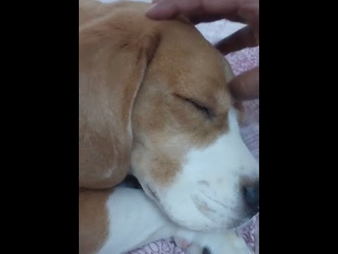 I need a massage #beagle #pets
