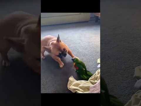 #funny #dogs #pet #dogscats#dogshorts #dog#doglover#doglife