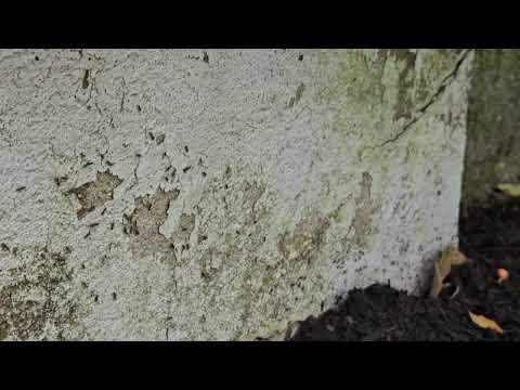 Ants Trailing Across the Entire Foundation in Plainsboro, NJ
