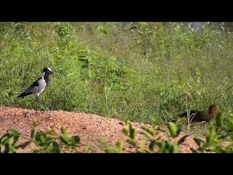 Djuma: Blacksmith Lapwing chasing away Slender Mongoose - 07:17 - 01/31/2020