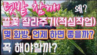 텃밭 참깨, 끝 꽃 잘라주기(적심 작업) 꼭 해야 할까? / 한다면 몇 화방 쯤, 언제 하면 좋을까?