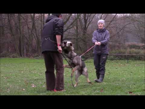 Baffy Akaro - protection training - 6,5 months