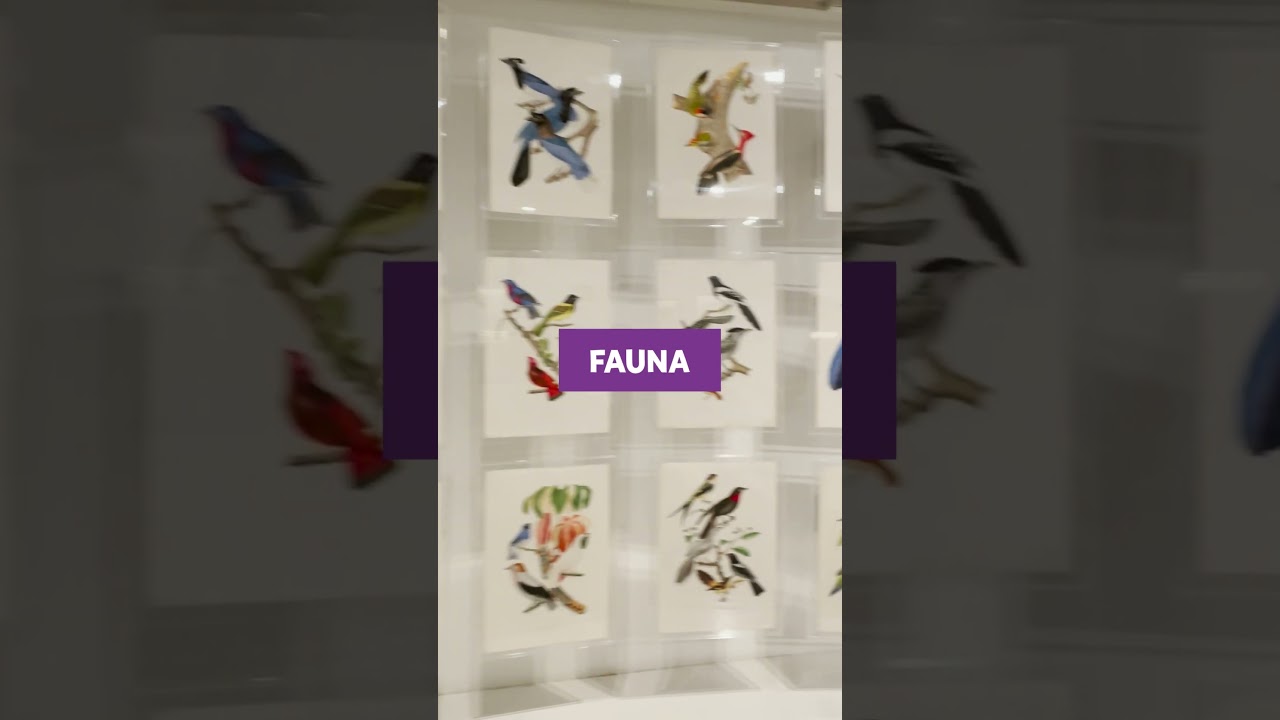 A “Coleção brasiliana”, aqui no Itaú Cultural, é linda demais e podemos provar! 🌷🍃#shorts