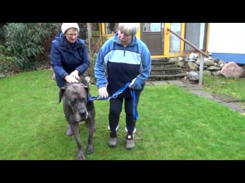 Präparate für Hunde behandelt Gelenke Wie die Behandlung von starken Schmerzen im Schultergelenk