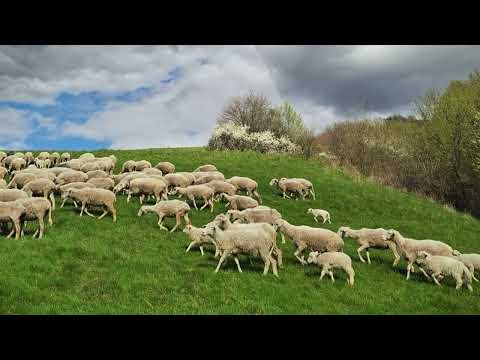 Zelené Žakarovce: Podporte nákup a výsadbu 50 stromov.