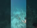 snorkeling with a turtle!