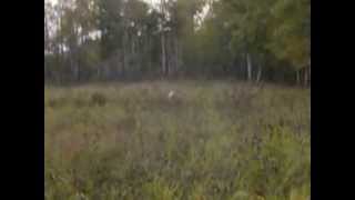 Barrhead Animal Rescue ( BARS) - Ghost and Dexter