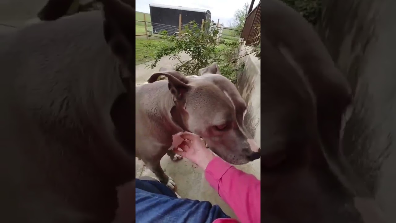 Enlarge Betty Boop, a Adoptable American Staffordshire Terrier in Austin, TX video 6/6