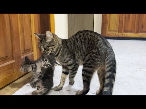 子猫はいつから母猫から引き離すことができるのでしょうか?