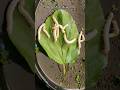 ☝️Time Lapse Of Leaf Eating By Silkworms