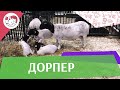 Дорпер на ilikepet. Особенности породы, уход Дорпер на ilikepet. Особенности породы, уход