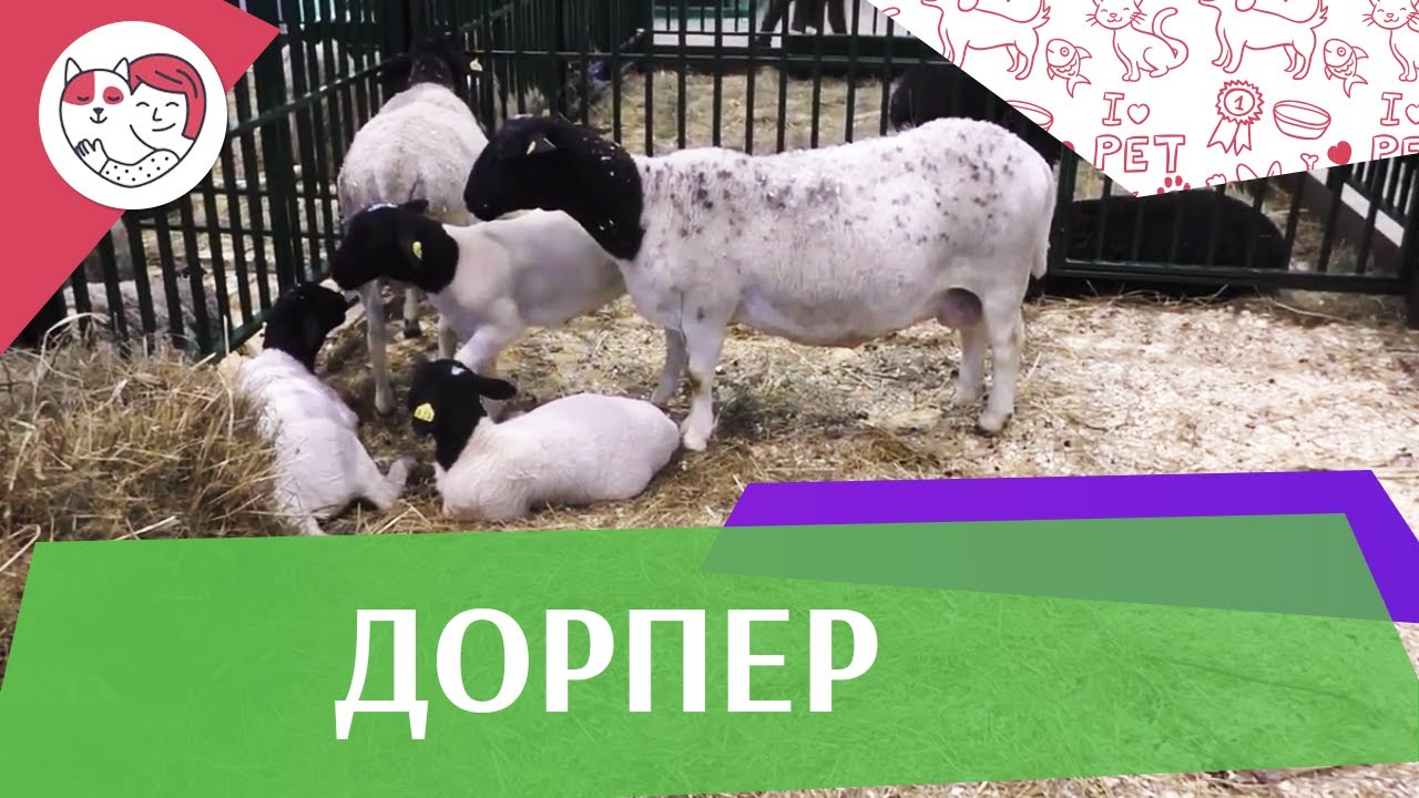 Дорпер на ilikepet. Особенности породы, уход