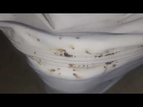 Blood-Sucking Bed Bugs Infest the Bedroom in Holmdel, NJ