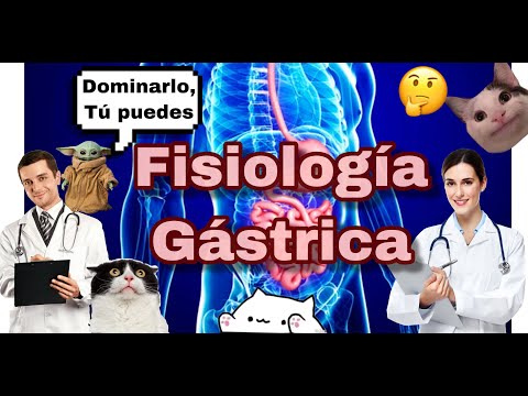 FISIOLOGÍA GÁSTRICA: LO QUE TIENES QUE SABER