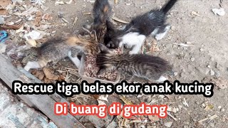 Download lagu Kasian sekali nasibnya. Anak anak kucing yg terpisah dg induknya mp3