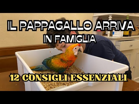 ABC del Pappagallo, educazione, alimentazione, cose da evitare, primo approccio con un pappagallo.