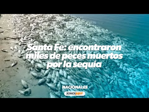 Los efectos de la sequía: miles de peces aparecieron muertos en una costa de Santa Fe