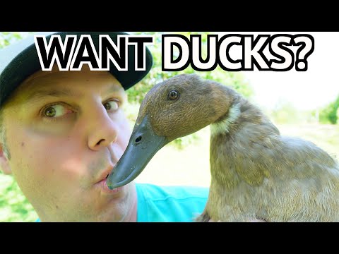 Everything You Need to Get Started with DUCKS