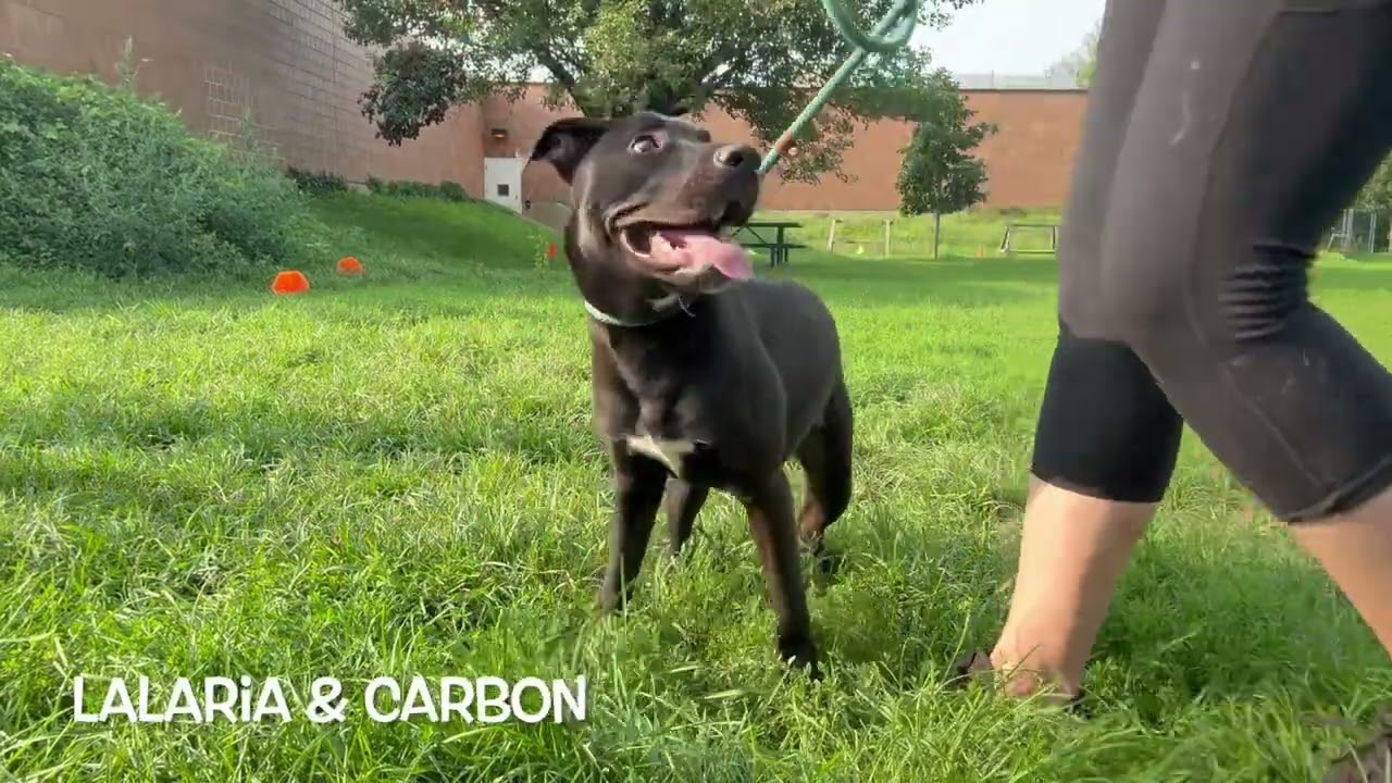 Carbon's Leash Test