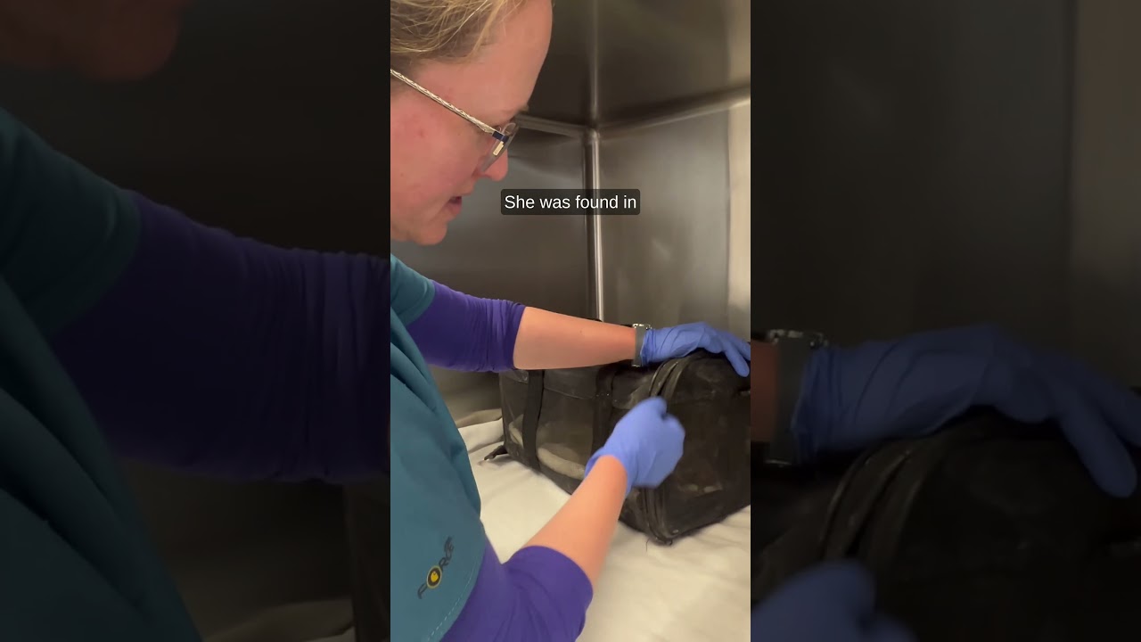 A cat seems to have survived the fall that killed her owners in Bryce Canyon National Park - YouTube