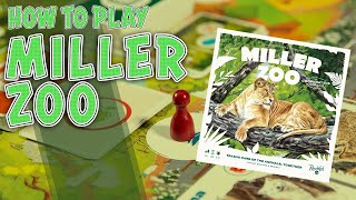 kovray - Miller Zoo video thumbnail