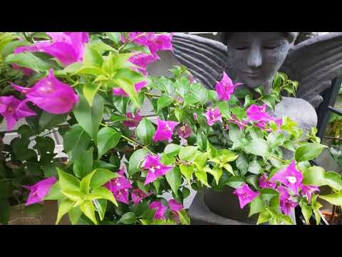 鉢植えのブーゲンビリア：気候に関係なく開花低木を維持するにはどうすればよいですか？  庭園