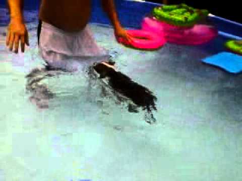 Sapphire swimming in the pool