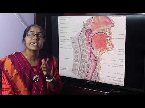 Lecture On Pharynx