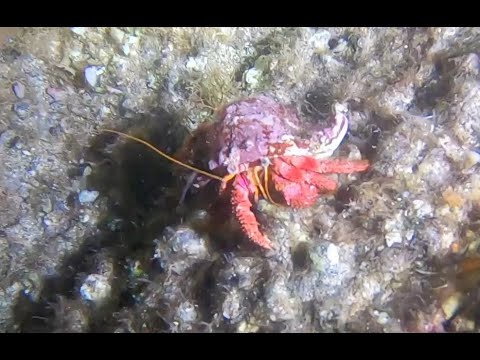 Paguri e pinna rudis: gli abitanti del mare - Scuba diving with hermit crabs and rough pen shells