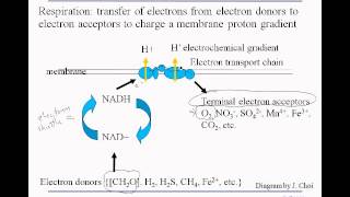 3 5 respiration bigpicture
