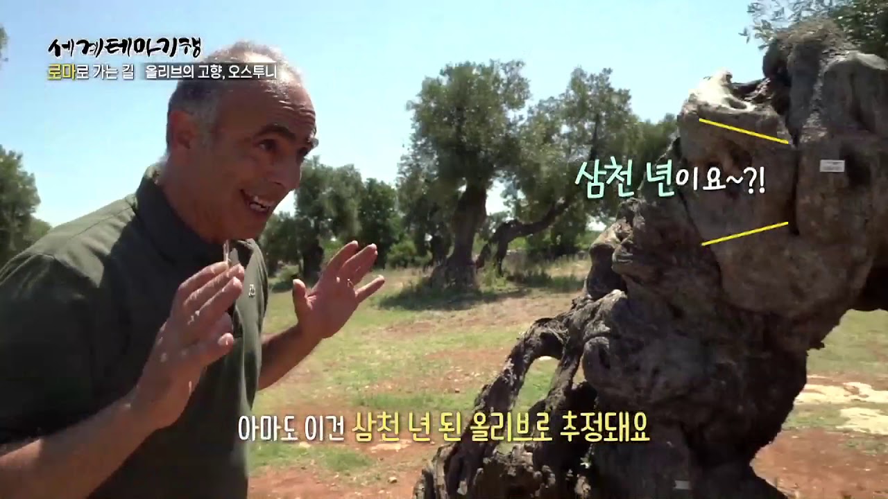 Masseria Brancati - Ostuni Tv Coreana