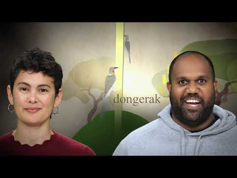 Djert - learn the names of birds in Noongar (part 2)