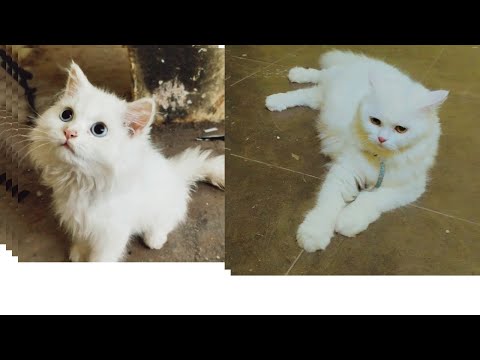 SOLD OUT Persian cats and kittens available in hameed birds shop#8639697716#viralvideo