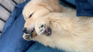 When I tried brushing my dog for the first time it became like this
