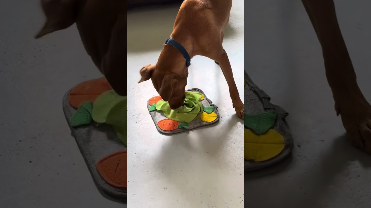 Stetson, a Adoptable Mixed Breed in Ponca City, OK video 6/6